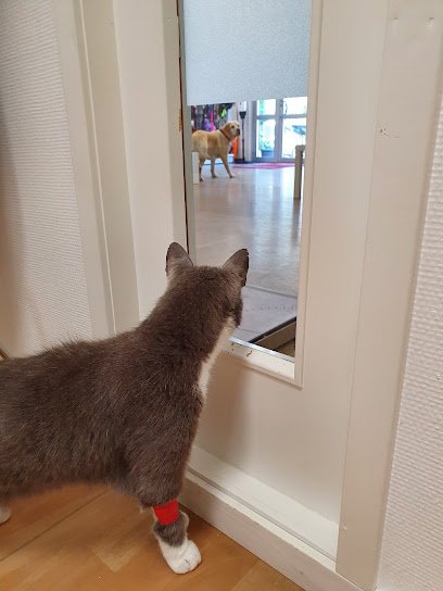 Älmhults veterinärklinik en {ciudadlocalidad}