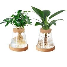 CDIYTOOL 2-pack Växtterrarium