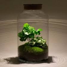 Plant Terrarium med Lampan - Milky Coffea Ekosystem
