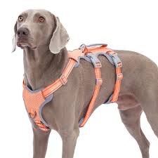 Huntboo No Pull Hundsele för Promenad